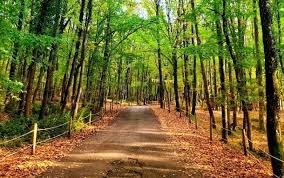 The Best Things to Do in Belgrad Forest
